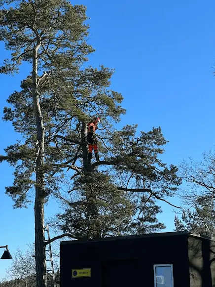 Beskärning Luleå