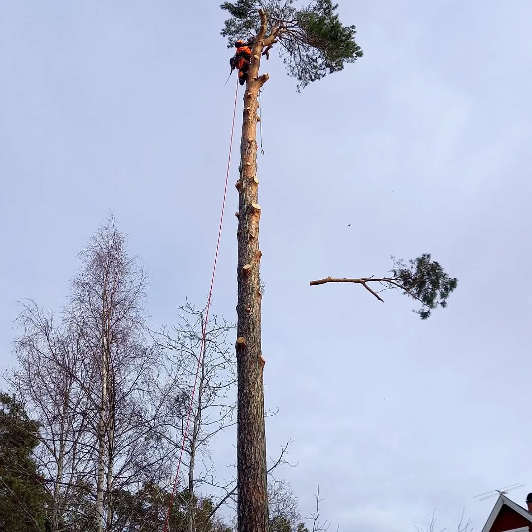 Tall tradfallning