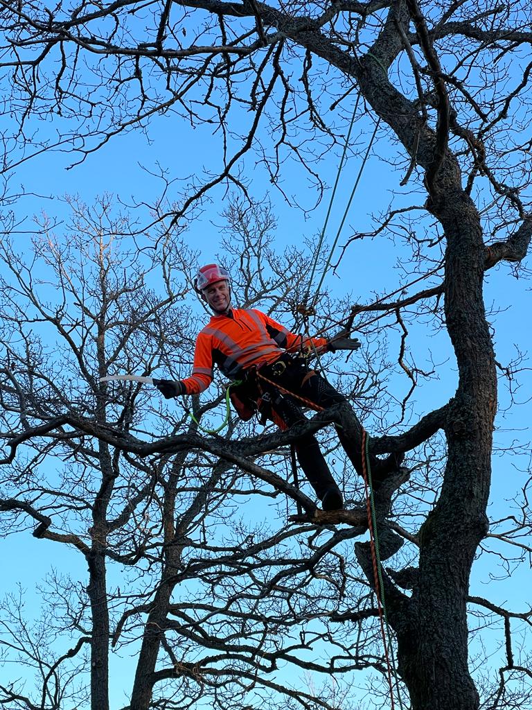 Arborist Luleå