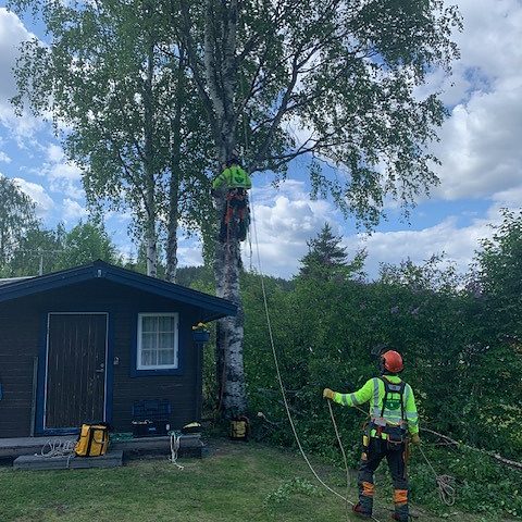 Arborist i Luleå