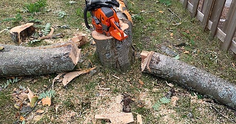 Nedtagen björk med motorsåg i Luleå