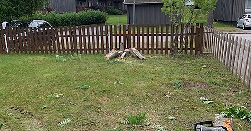 Röjt tomtparti efter trädfällning i Luleå