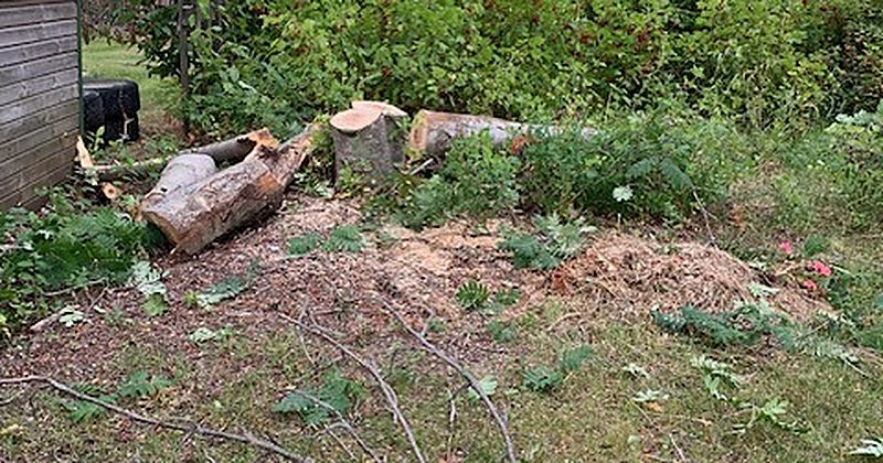Uppkapade stockar efter fällning i Luleå
