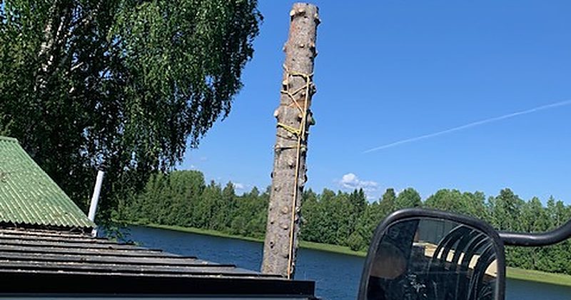 Stam kapad intill byggnad i Luleå