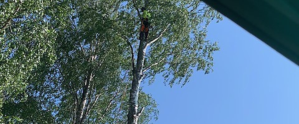 Beskärning av träd i Luleå