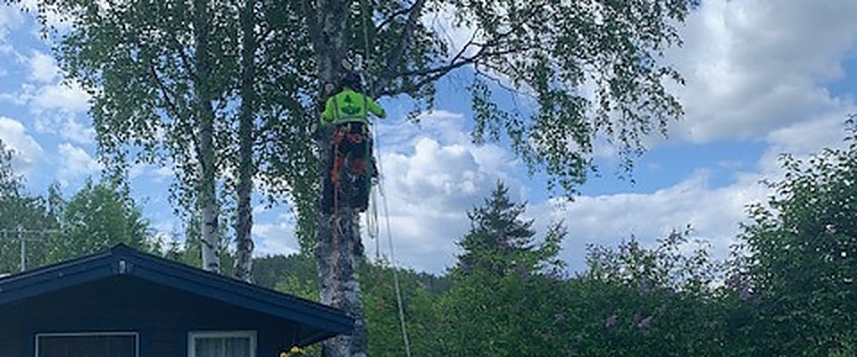 Trädfällning i Luleå